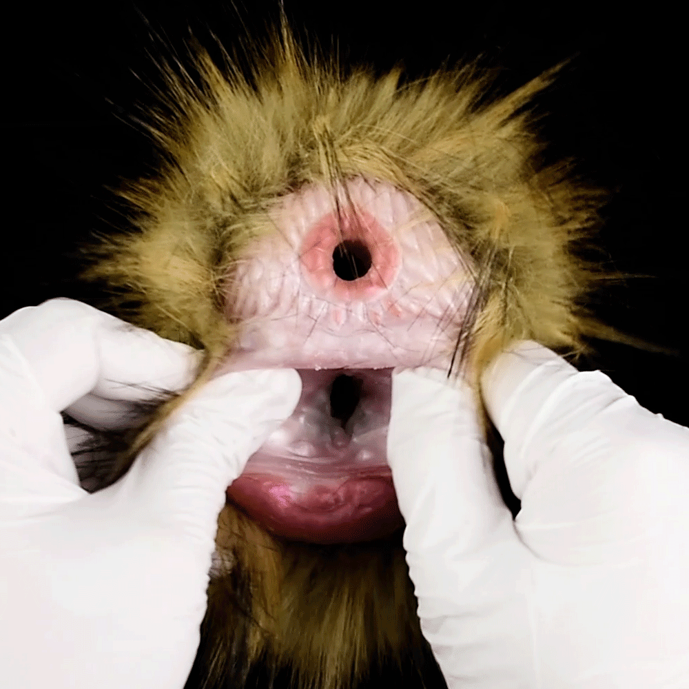 African Gorilla Furry Sex Doll Pocket Masturbator - Animals Pussies Masturbation Cup Blowjob Domlust