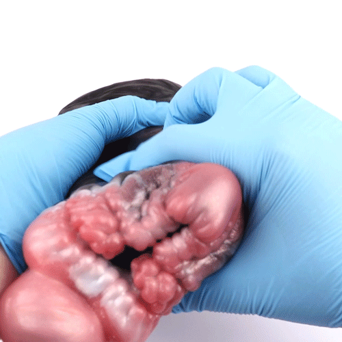 Kung Fu Panda Pocket Pussy Blowjob Fun - Fantasy Animal Masturbator Male Sexual Toy Domlust