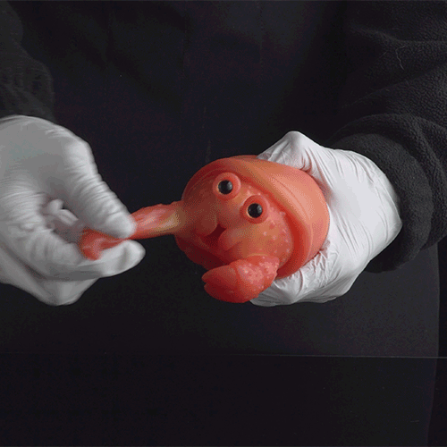 Realistic Hermit Crab Silicone Pocket Pussy - Fantasy Mini Sex Doll for Men Blowjobs Domlust