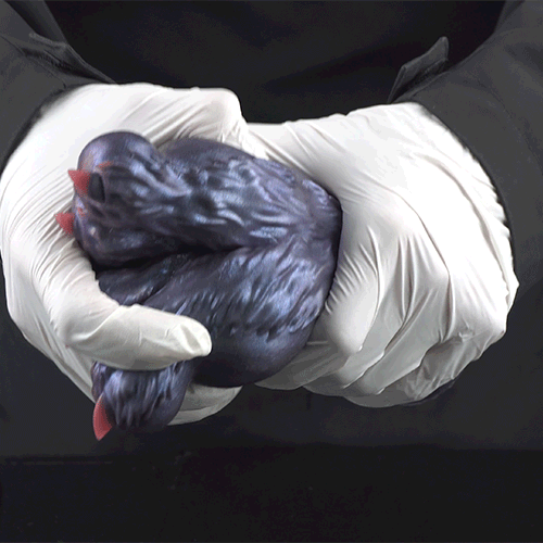 Fantasy Demon Double-Foot Silicone Pocket Pussy – Hidden Channel Masturbator with Furry Texture & Claws Domlust
